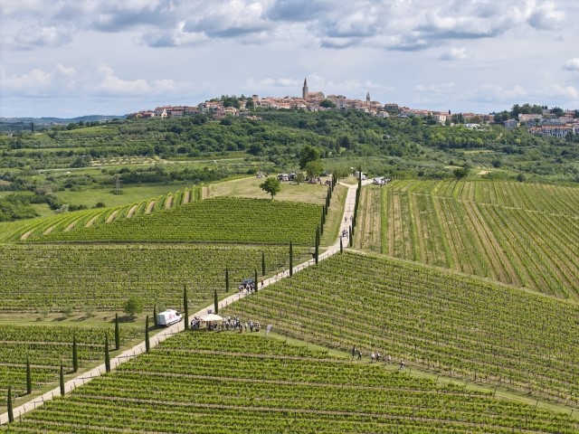 Kreće prodaja kotizacija za Istria Wine & Walk 2026